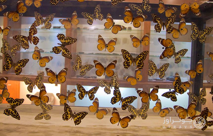 بخش پروانه‌ها در موزه دارآباد